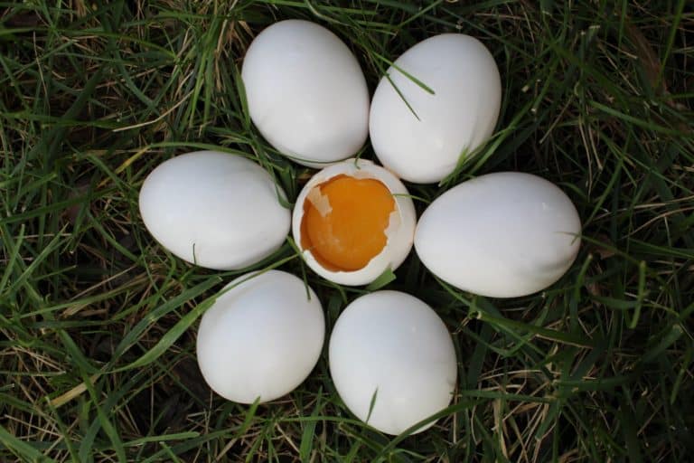 Seven Eggs Representing Seven Remarriage Ideas